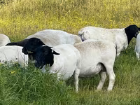 كبش, Dorper sheep — الصورة 2