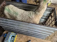 Schaf, Kuibyshev sheep — Foto 3