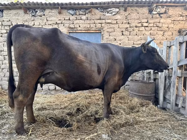 Vaca, Ukrainian Brown Dairy Cattle