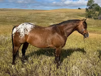 Hengst, Horses of Sable Island — Foto 1