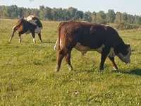 公牛, Yaroslavl cattle — 照片 4