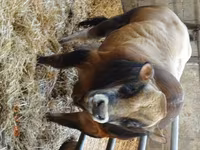Byk, Partenaise cattle — zdjęcie 1