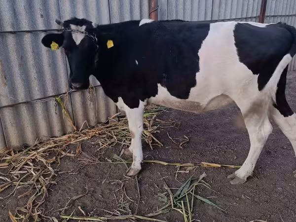 Cow, Holstein breed