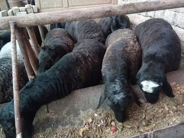 Widder, Rhon sheep