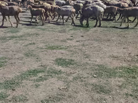 Baran, Hissar sheep — zdjęcie 3