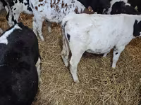Bulle, Holstein-Rasse — Foto 5