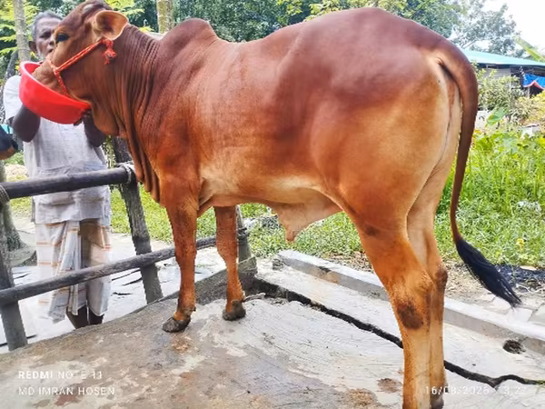 Vaca, Ganado vacuno