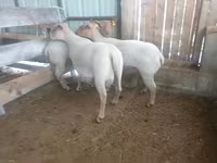 Schaf, Baerchuke sheep — Foto 1