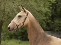 Kobyła, Akhal-Teke — zdjęcie 3