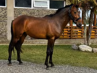 Caballo, Karachay horse — foto 1