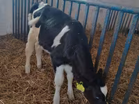 İnek, Holstein ırkı — foto 3
