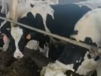 Bulle, Russian Black pied cattle — Foto 3