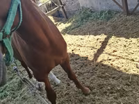 Aygır, Arabian horse — foto 7