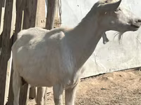 Ziege, LaMancha goats — Foto 1