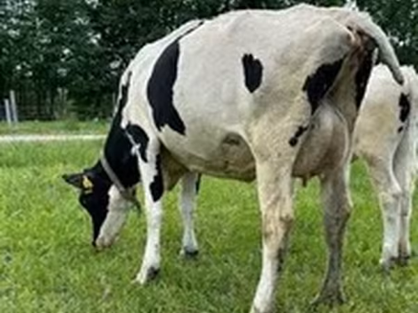 Holštýnské plemeno