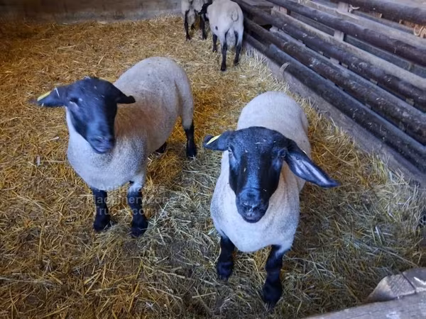 Schaf, White Suffolk sheep