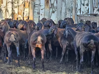 Koç, Hissar sheep — foto 2