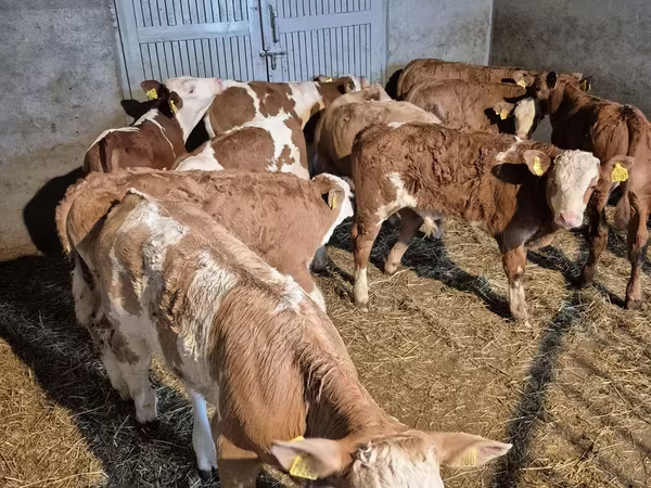 Bulle, Simmental cattle