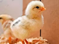 أدلر سيلفر — الصورة 7