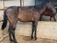 Aygır, Arabian horse — foto 1