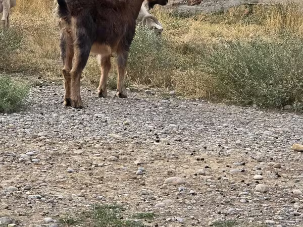 Oğlak, Keçiler