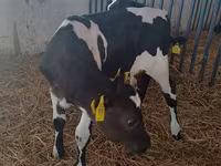 İnek, Holstein ırkı — foto 5