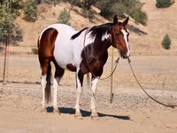 Hengst, National Show Horse — Foto 2