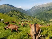 Ziege, Alpine goat — Foto 1
