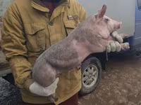 Sow, Pigs — photo 3
