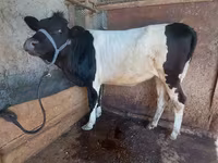 Vaca, Ganado vacuno — foto 5