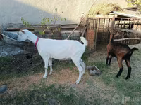 Ziege, Saanen goat — Foto 7