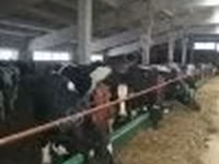 Cow, Holstein breed — photo 2