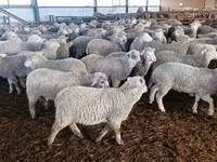 Schaf, Kuibyshev sheep — Foto 1