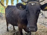Vaca, Swiss cattle — foto 3