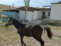 Yegua, Kazakh horse — foto 2