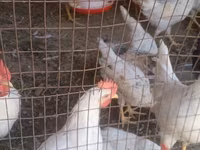 Leghorn — zdjęcie 1