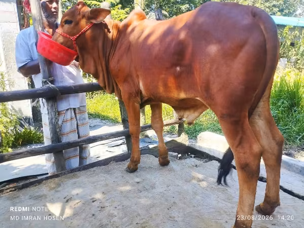 Toro, Ganado vacuno