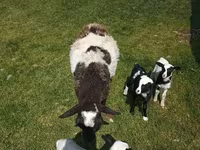 Schaf, Kuibyshev sheep — Foto 7