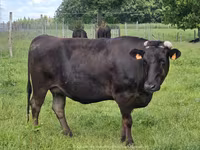 İnek, Wagyu — foto 1