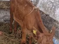 Kuh, Limousin-Kuh — Foto 6