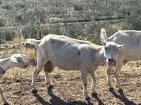 Ziege, LaMancha goats — Foto 7