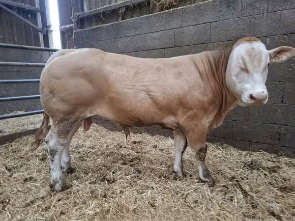 Boğa, Blonde d’Aquitane cattle
