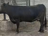 Vaca, Ganado vacuno — foto 4