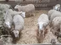 Schaf, Schafe — Foto 4