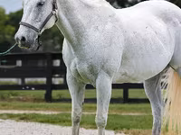 Koń, National Show Horse — zdjęcie 3