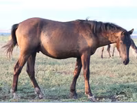 Horse (M), Vladimir heavy draft — photo 4