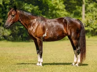 Kobyła, American paint horse — zdjęcie 2