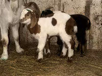Ziegenbock, Kamori goats — Foto 5