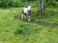 Baran, Romanov sheep — zdjęcie 2