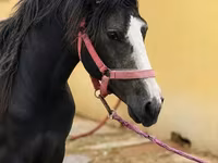 Aygır, Anglo-Arabian — foto 1